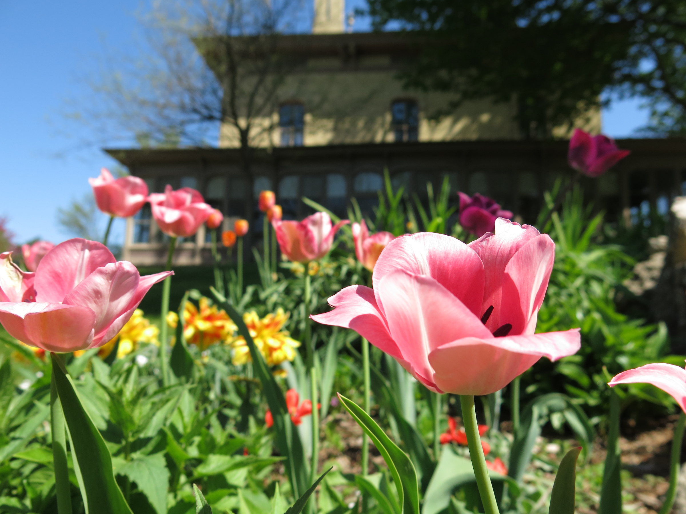 Close-up of pink tulips at Villa Louis.